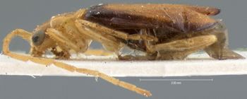 Media type: image; Entomology 18303   Aspect: habitus lateral view